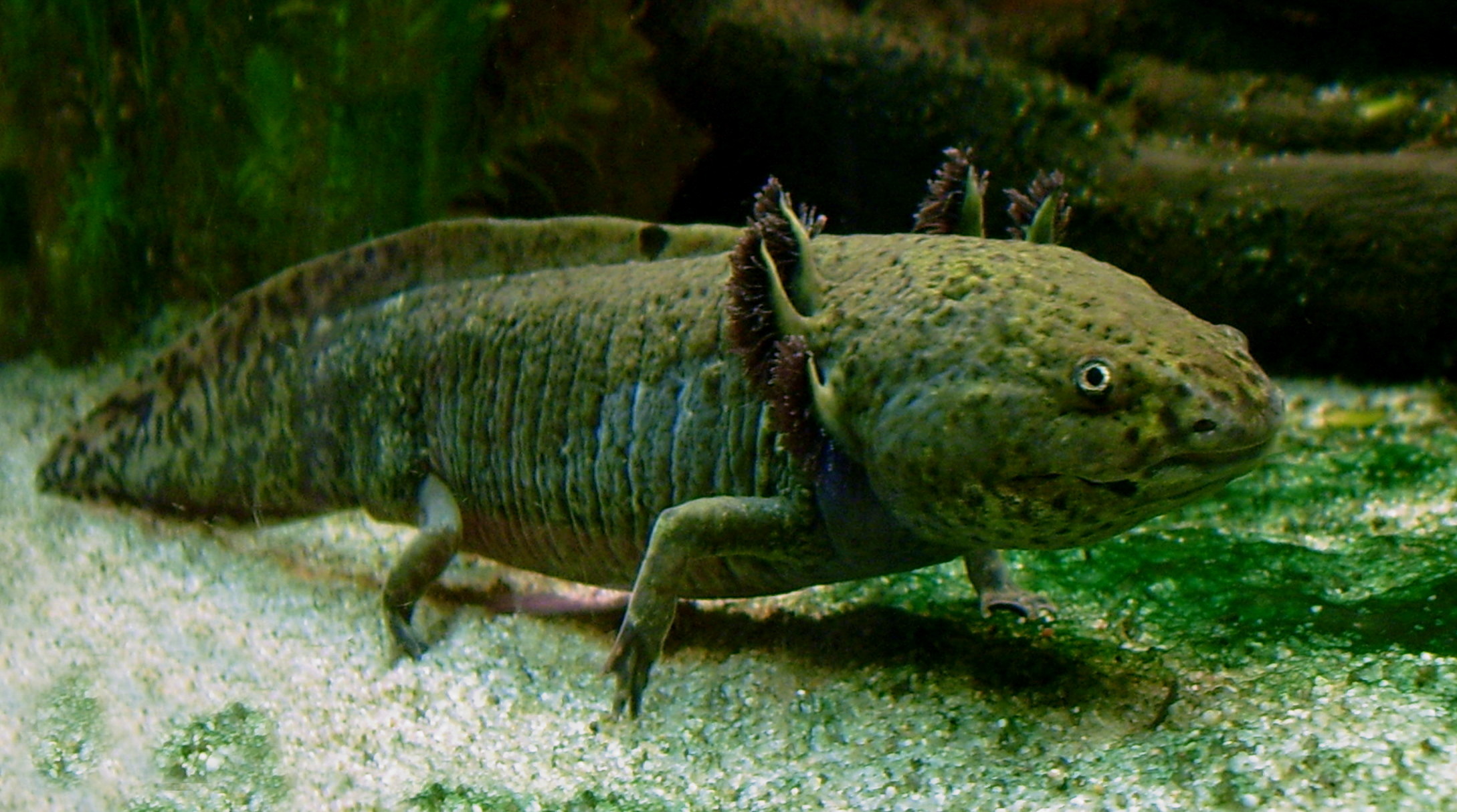 A cute axolotl